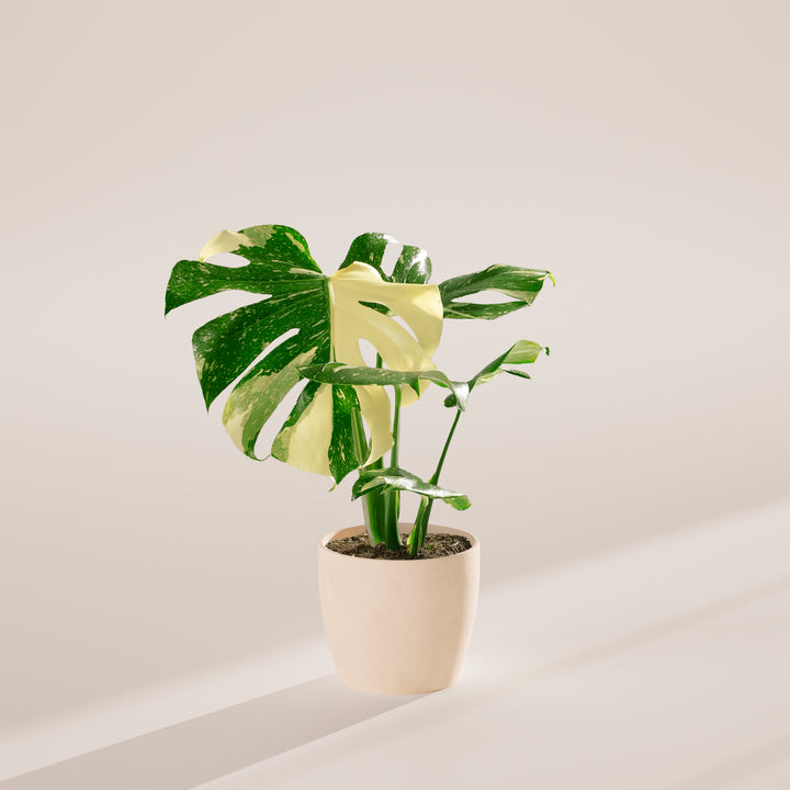 Monstera Thai Constellation