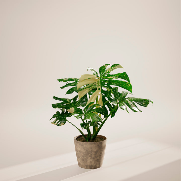 Monstera Thai Constellation
