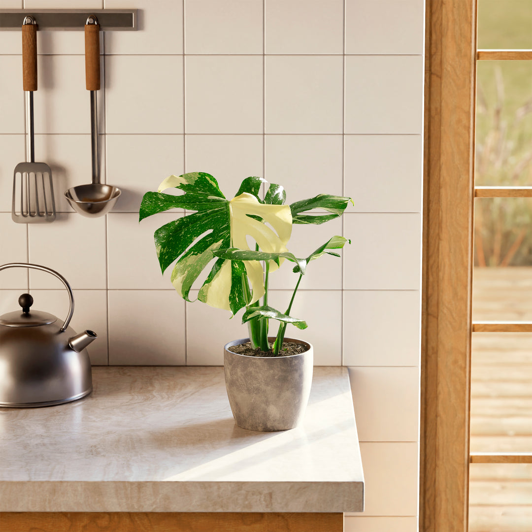 A full view of a Monstera Thai Constellation plant featuring fenestrated green leaves with creamy-white speckled variegation, presented in a gray textured decorative planter on a marble countertop in a bright kitchen setting.
