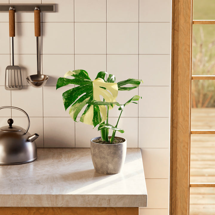 A full view of a Monstera Thai Constellation plant featuring fenestrated green leaves with creamy-white speckled variegation, presented in a gray textured decorative planter on a marble countertop in a bright kitchen setting.