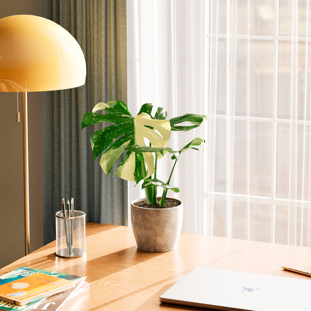 A full view of a Monstera Thai Constellation plant featuring fenestrated green leaves with creamy-white speckled variegation, presented in a gray textured decorative planter on a wooden desk in a sunlit home office.