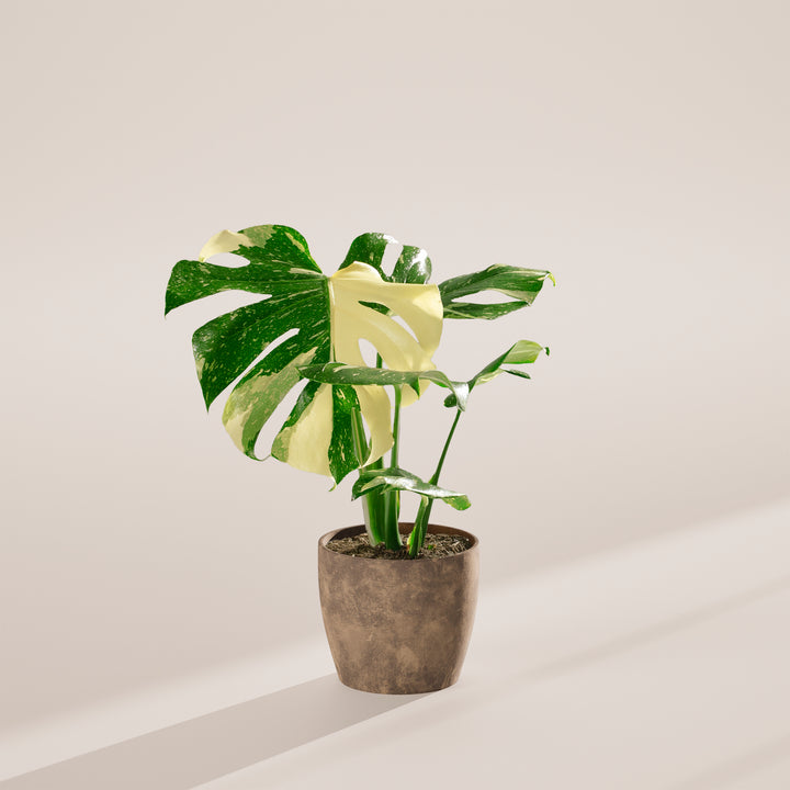 A full view of a Monstera Thai Constellation plant featuring fenestrated green leaves with creamy-white speckled variegation, presented in a brown textured decorative planter against a neutral-toned studio background with soft shadows.