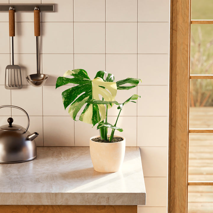 A full view of a Monstera Thai Constellation plant featuring fenestrated green leaves with creamy-white speckled variegation, presented in a light peach-colored textured decorative planter on a marble countertop in a bright kitchen setting.