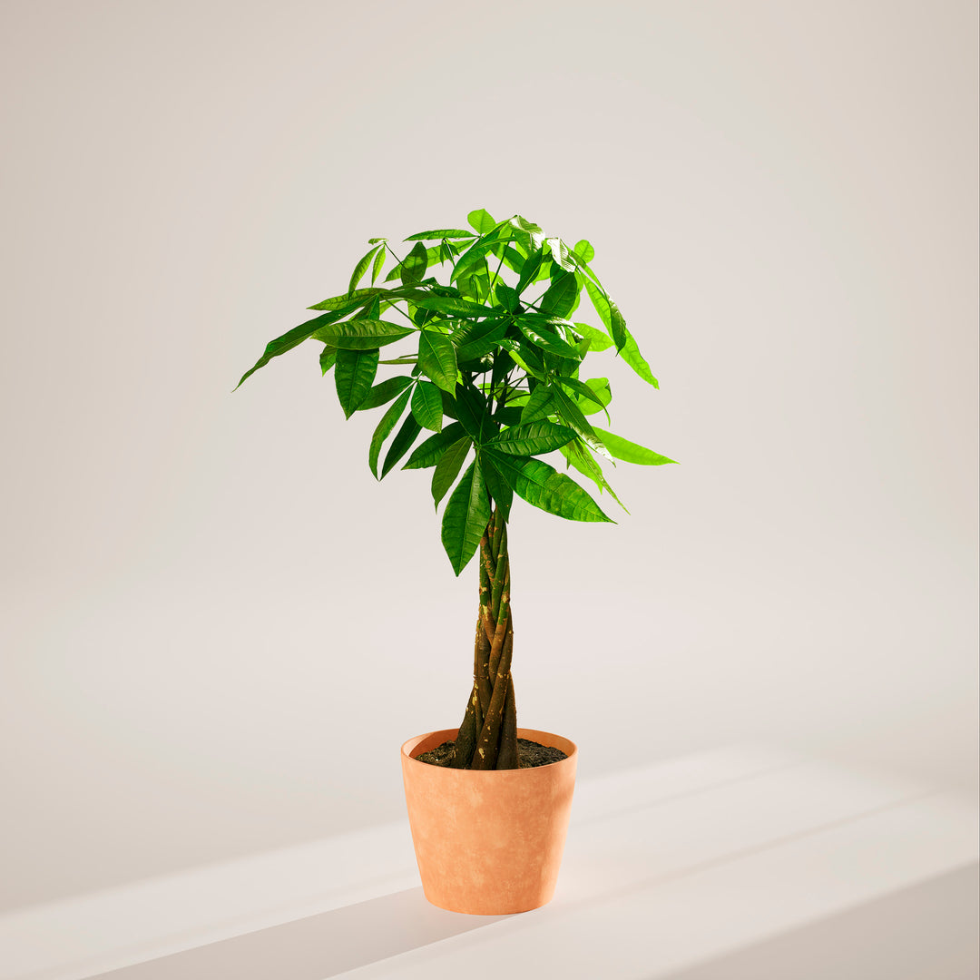 Extra-large braided Money Tree plant with a thick, winding trunk and vibrant green foliage, housed in a tapered charcoal-colored pot, centered against a minimalist beige background with a soft shadow.