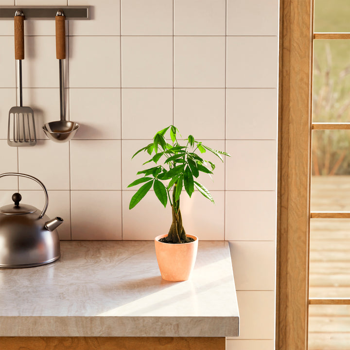 Small braided Money Tree plant in a tapered peach-colored pot sitting on a marble kitchen countertop next to a silver teakettle, with white wall tiles and hanging kitchen utensils in the background.