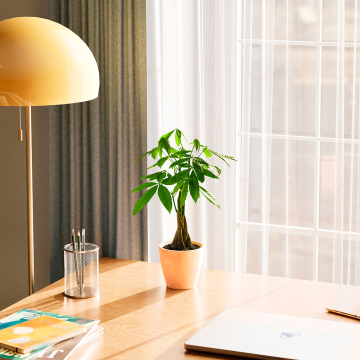 Small braided Money Tree plant in a tapered peach-colored pot sitting on a wooden desk near a laptop and a yellow lamp, positioned in front of a window with sheer white curtains.