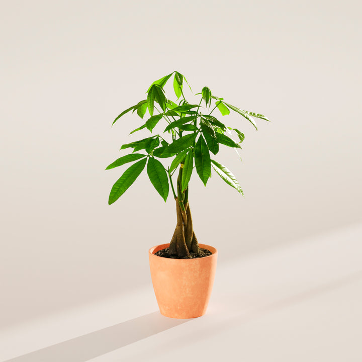 Small braided Money Tree plant with a thick, woody trunk and vibrant green leaves, housed in a tapered peach-colored pot, centered against a minimalist beige background with a soft shadow.