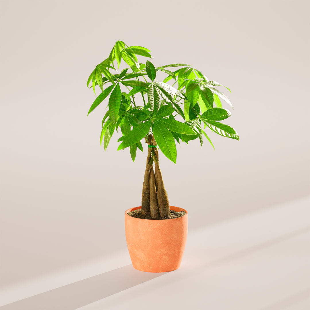Medium-sized braided Money Tree plant with thick, woody trunks tied together with a small green band, featuring lush green foliage and housed in a tapered peach-colored pot, centered against a minimalist beige background with a soft shadow.