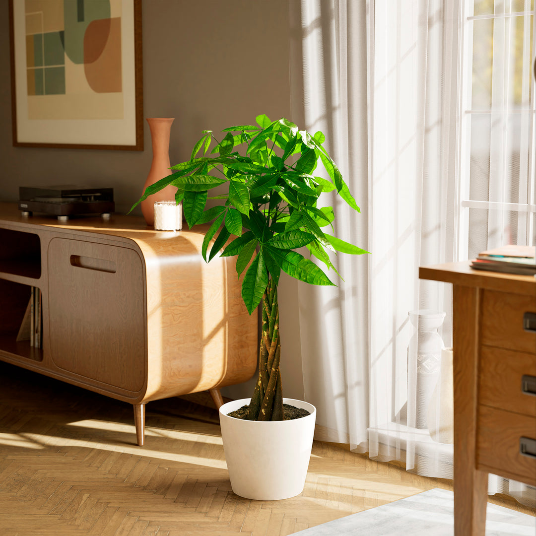 Extra-large braided Money Tree plant in a tapered white pot sitting on a herringbone wood floor in a sunlit living room, positioned between a wooden sideboard and a window with sheer white curtains.
