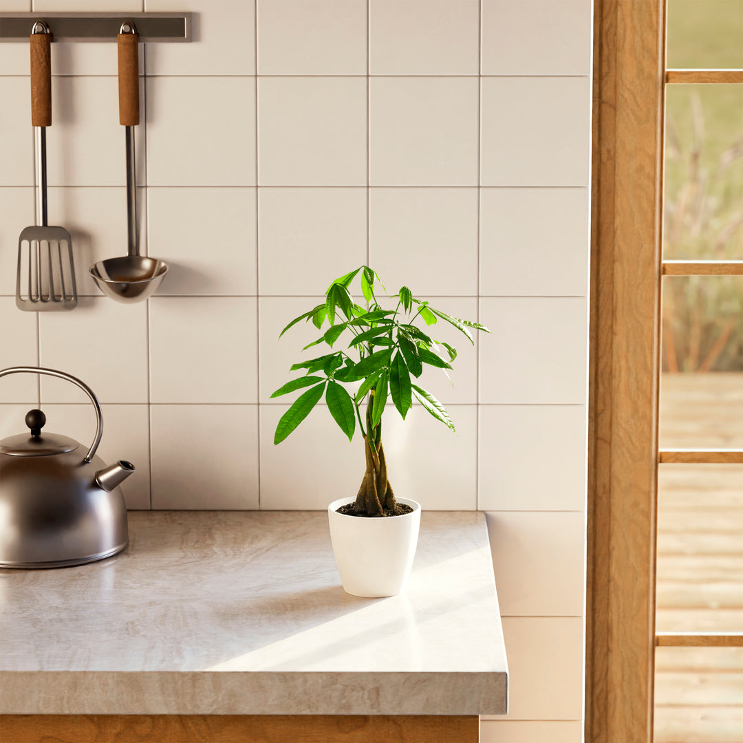 Small braided Money Tree plant in a tapered white pot sitting on a marble kitchen countertop next to a silver teakettle, with white wall tiles and hanging kitchen utensils in the background.