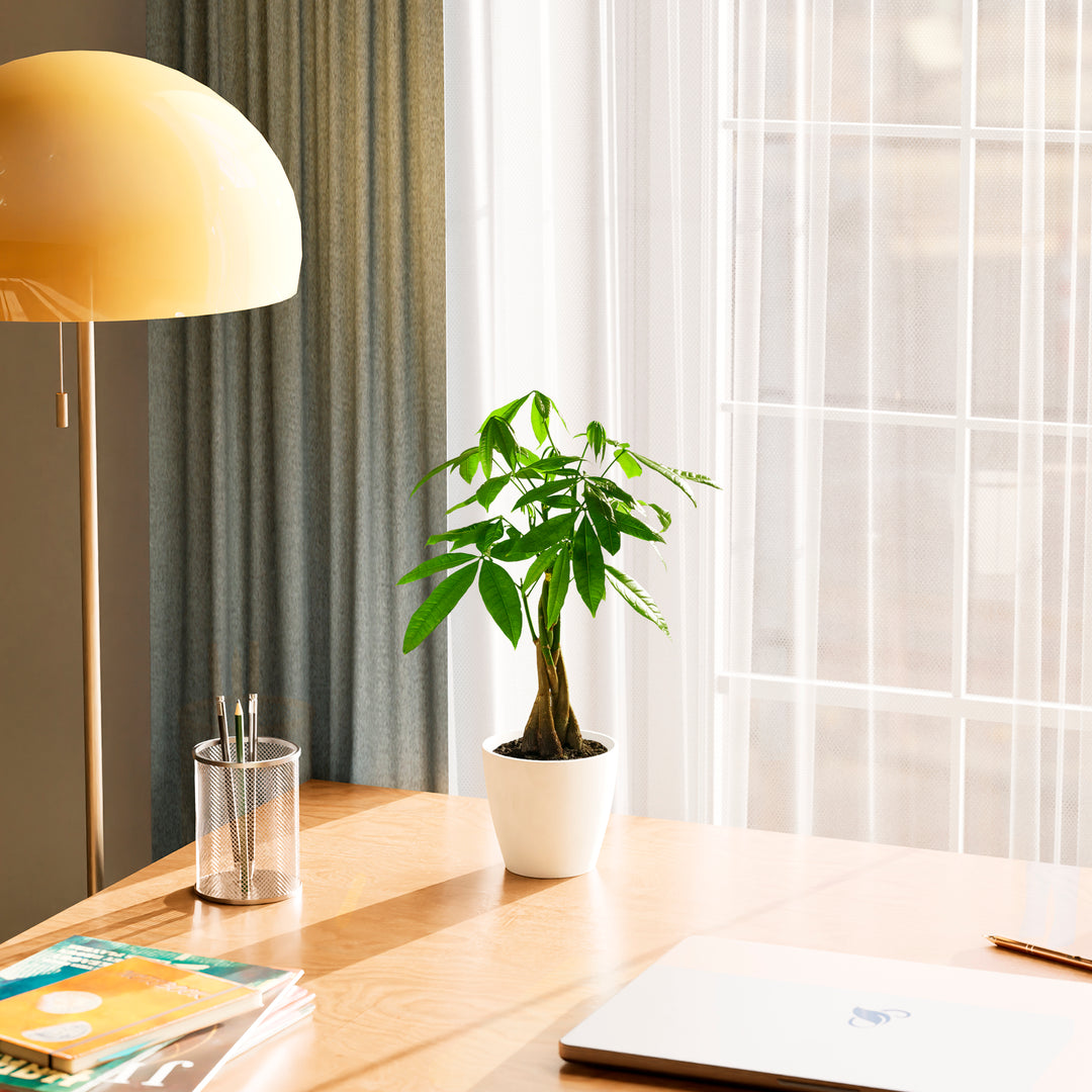 Small braided Money Tree plant in a tapered white pot sitting on a wooden desk near a laptop and a yellow lamp, positioned in front of a window with sheer white curtains.