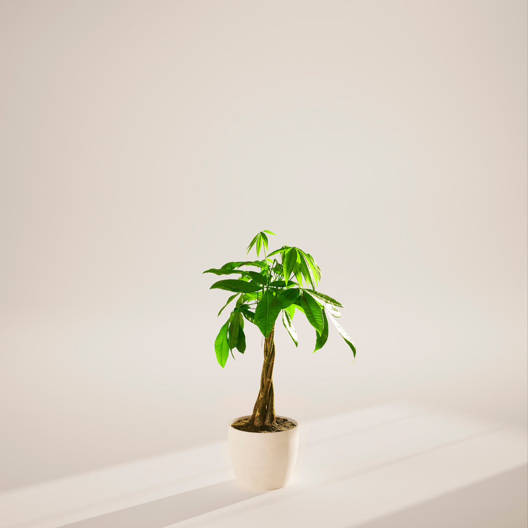 Small braided Money Tree plant with a thick, winding trunk and vibrant green foliage, housed in a tapered cream-colored pot, centered against a minimalist beige background with a soft shadow.