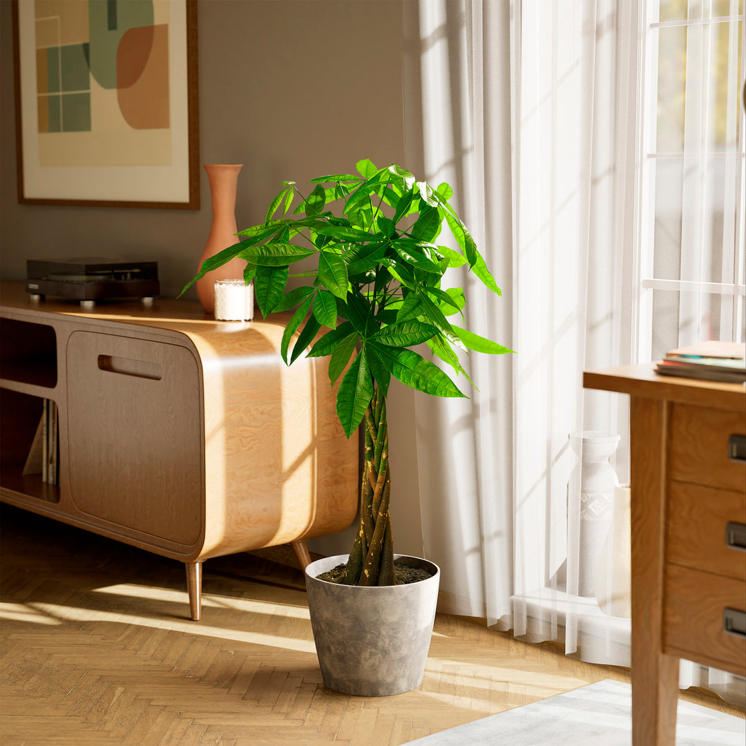 Extra-large braided Money Tree plant in a tapered concrete-textured grey pot sitting on a herringbone wood floor in a sunlit living room, positioned between a wooden sideboard and a window with sheer white curtains.