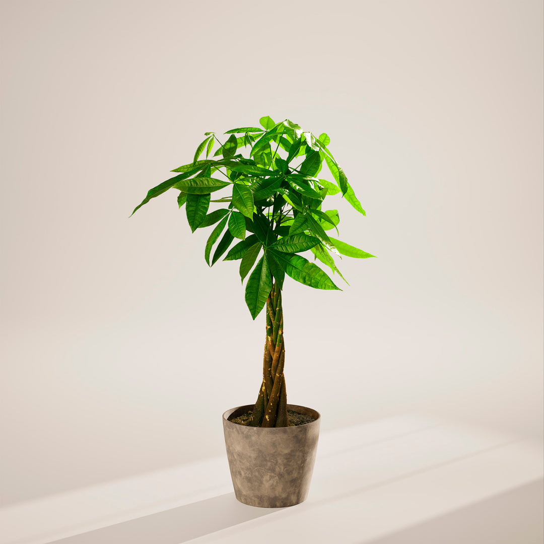 Extra-large braided Money Tree plant with a thick, winding trunk and vibrant green foliage, housed in a tapered concrete-textured grey pot, centered against a minimalist beige background with a soft shadow.