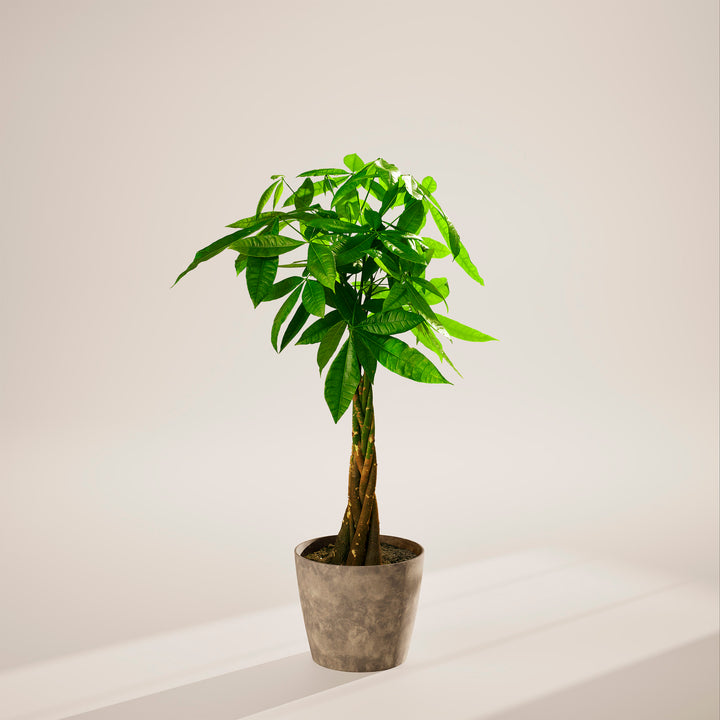 Extra-large braided Money Tree plant with a thick, winding trunk and vibrant green foliage, housed in a tapered concrete-textured grey pot, centered against a minimalist beige background with a soft shadow.