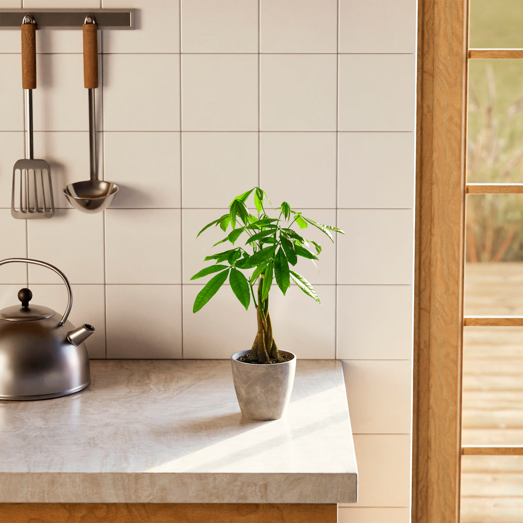 Small braided Money Tree plant in a tapered concrete-textured grey pot sitting on a marble kitchen countertop next to a silver teakettle, with white wall tiles and hanging kitchen utensils in the background.