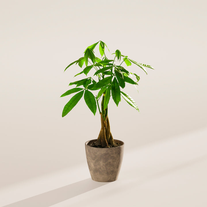 Small braided Money Tree plant with a thick, woody trunk and vibrant green leaves, housed in a tapered concrete-textured grey pot, centered against a minimalist beige background with a soft shadow.