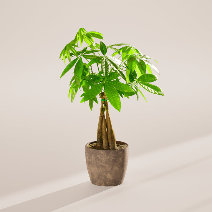 Medium-sized braided Money Tree plant with thick, woody trunks tied together with a small green band, featuring lush green foliage and housed in a tapered concrete-textured grey pot, centered against a minimalist beige background with a soft shadow.