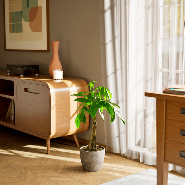 Large braided Money Tree plant in a tapered concrete-textured grey pot sitting on a herringbone wood floor in a sunlit living room, positioned between a wooden sideboard and a window with sheer white curtains.