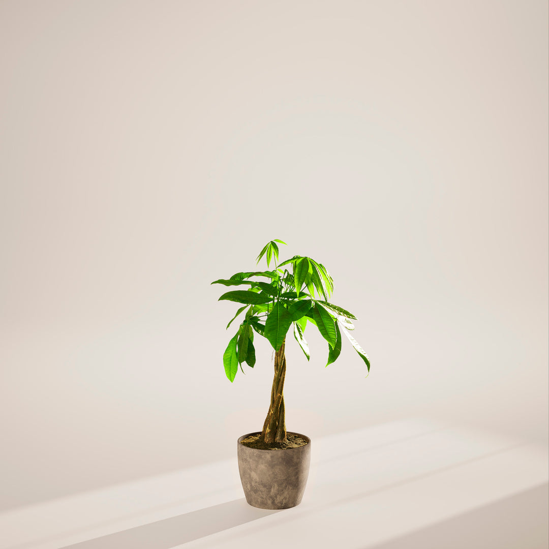 Large braided Money Tree plant with a thick, winding trunk and vibrant green foliage, housed in a tapered concrete-textured grey pot, centered against a minimalist beige background with a soft shadow.