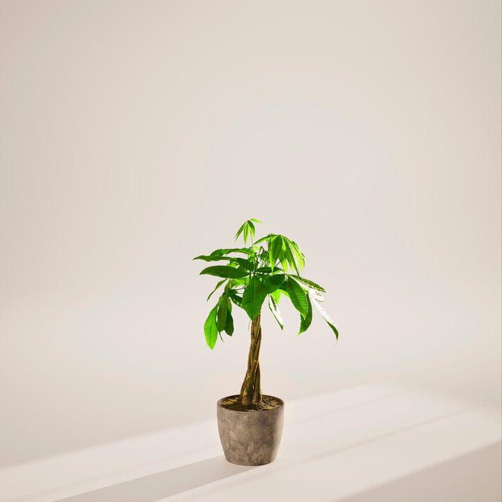 Large braided Money Tree plant with a thick, winding trunk and vibrant green foliage, housed in a tapered concrete-textured grey pot, centered against a minimalist beige background with a soft shadow.