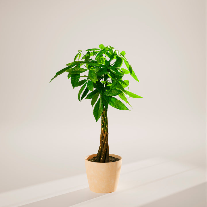 Extra-large braided Money Tree plant with a thick, winding trunk and vibrant green foliage, housed in a tapered cream-colored pot, centered against a minimalist beige background with a soft shadow.