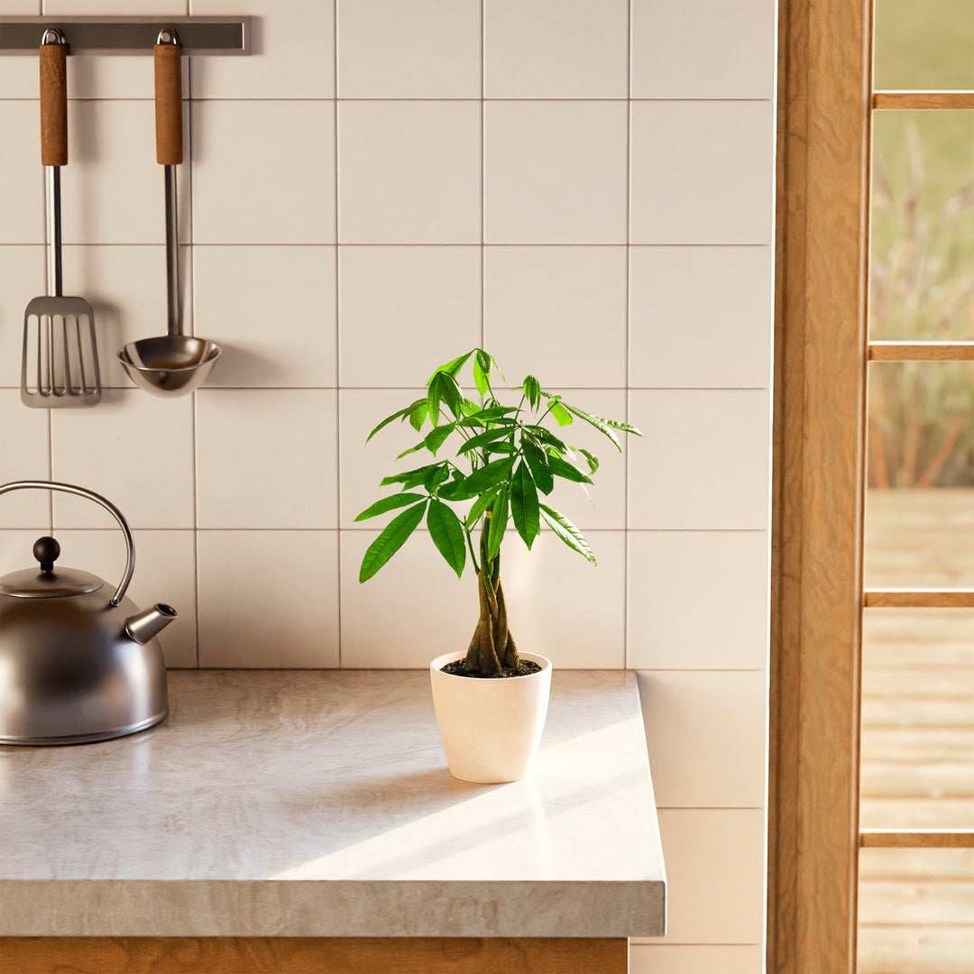 Small braided Money Tree plant in a tapered cream-colored pot sitting on a marble kitchen countertop next to a silver teakettle, with white wall tiles and hanging kitchen utensils in the background.