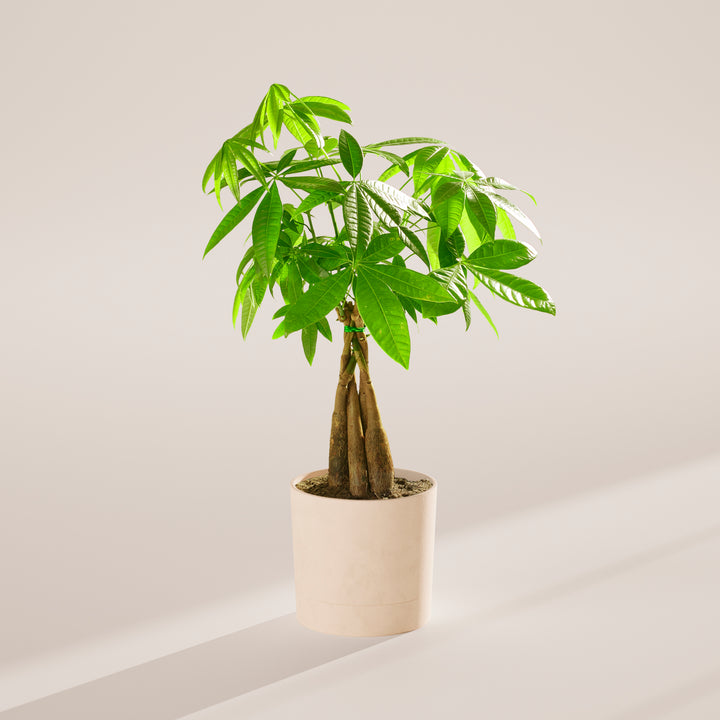 Medium-sized braided Money Tree plant with thick, woody trunks tied together with a small green band, featuring lush green foliage and housed in a cylindrical white pot, centered against a minimalist beige background with a soft shadow.
