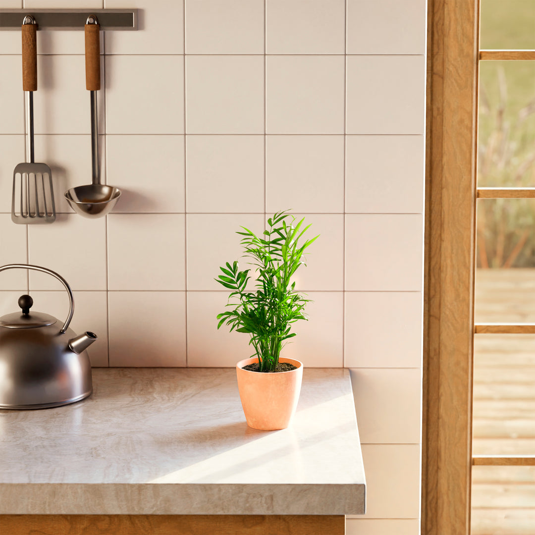 A vibrant Neanthe Bella Palm houseplant in a minimalist peach eco pot on a bright marble kitchen countertop, surrounded by a white tiled backsplash, stainless steel kettle, and hanging cooking utensils under soft, natural sunlight.