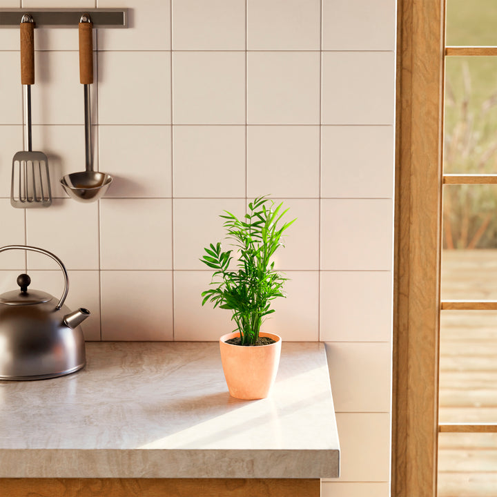 A vibrant Neanthe Bella Palm houseplant in a minimalist peach eco pot on a bright marble kitchen countertop, surrounded by a white tiled backsplash, stainless steel kettle, and hanging cooking utensils under soft, natural sunlight.