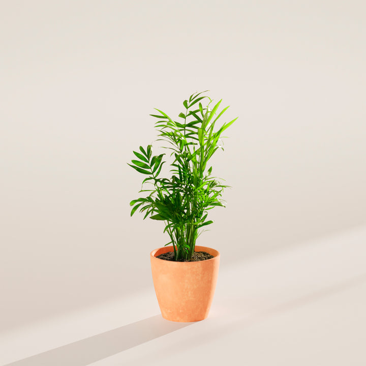 A vibrant Neanthe Bella Palm houseplant in a minimalist peach eco pot, centered against a plain beige background with a soft shadow cast to the left under clean studio lighting.