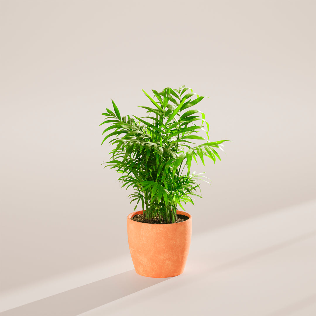 Neanthe Bella Palm