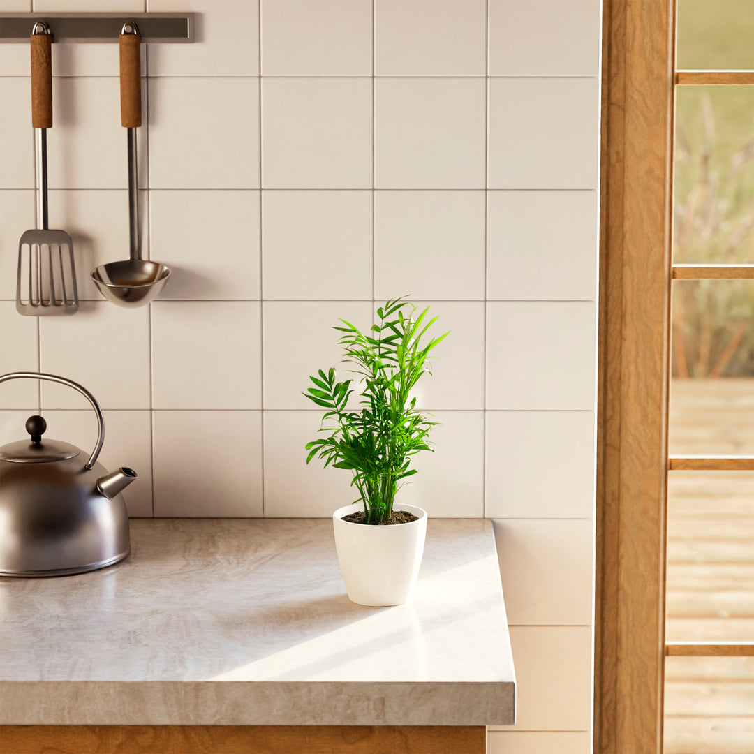 A vibrant Neanthe Bella Palm houseplant in a minimalist white eco pot on a bright marble kitchen countertop, surrounded by a white tiled backsplash, stainless steel kettle, and hanging cooking utensils under soft, natural sunlight.