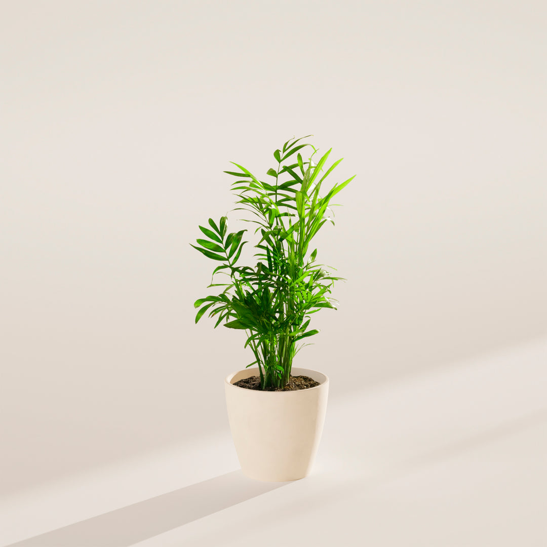 A vibrant Neanthe Bella Palm houseplant in a minimalist white eco pot, centered against a plain beige background with a soft shadow cast to the left under clean studio lighting.