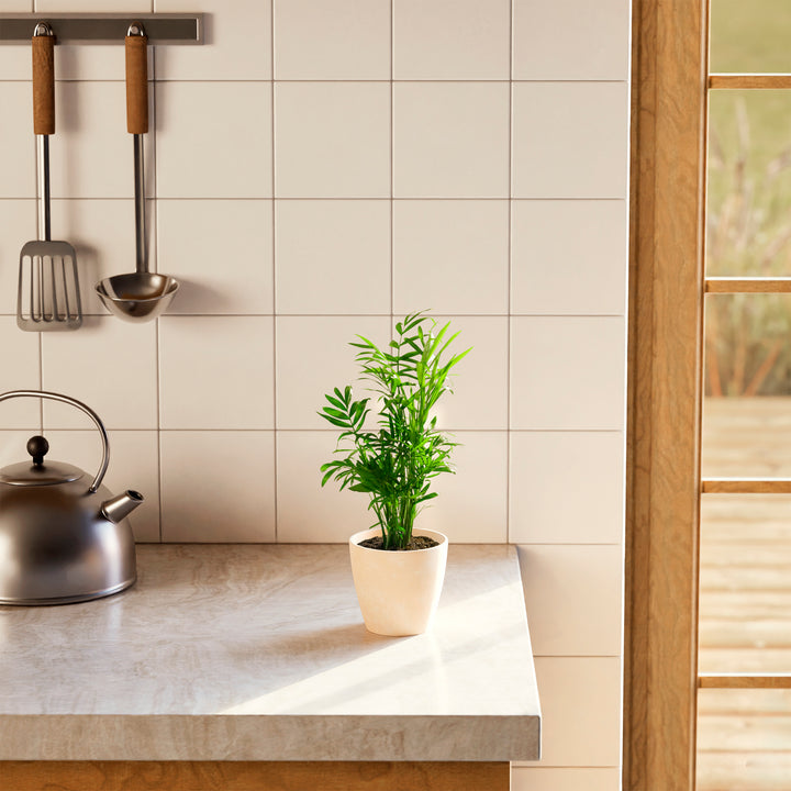 A vibrant Neanthe Bella Palm houseplant in a minimalist cream eco pot on a bright marble kitchen countertop, surrounded by a white tiled backsplash, stainless steel kettle, and hanging cooking utensils under soft, natural sunlight.