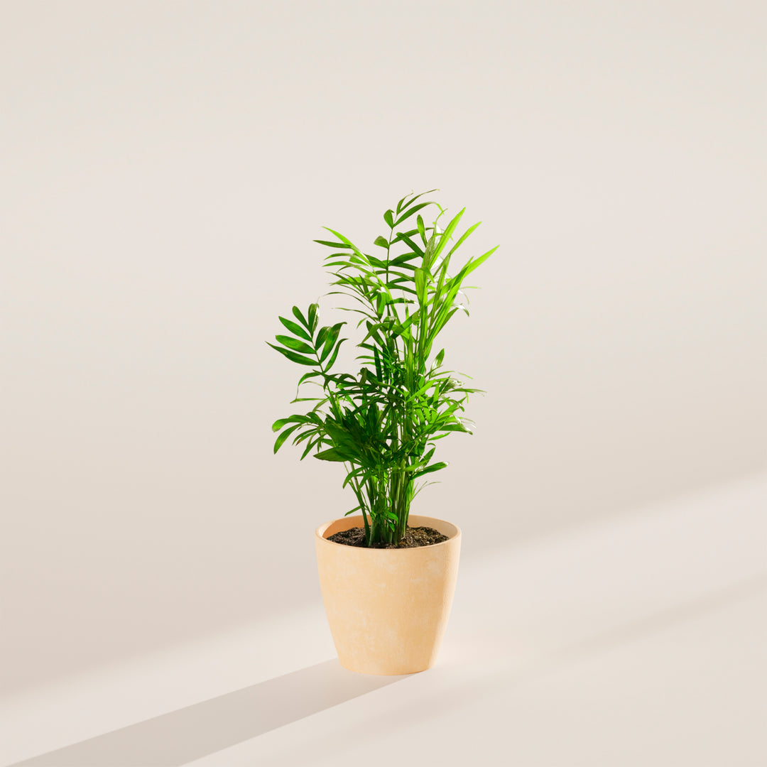 Neanthe Bella Palm