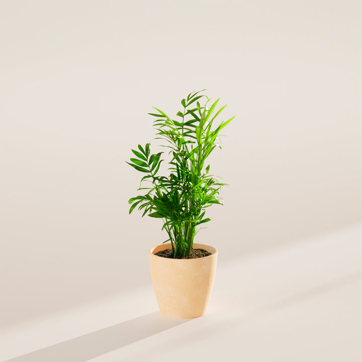Neanthe Bella Palm
