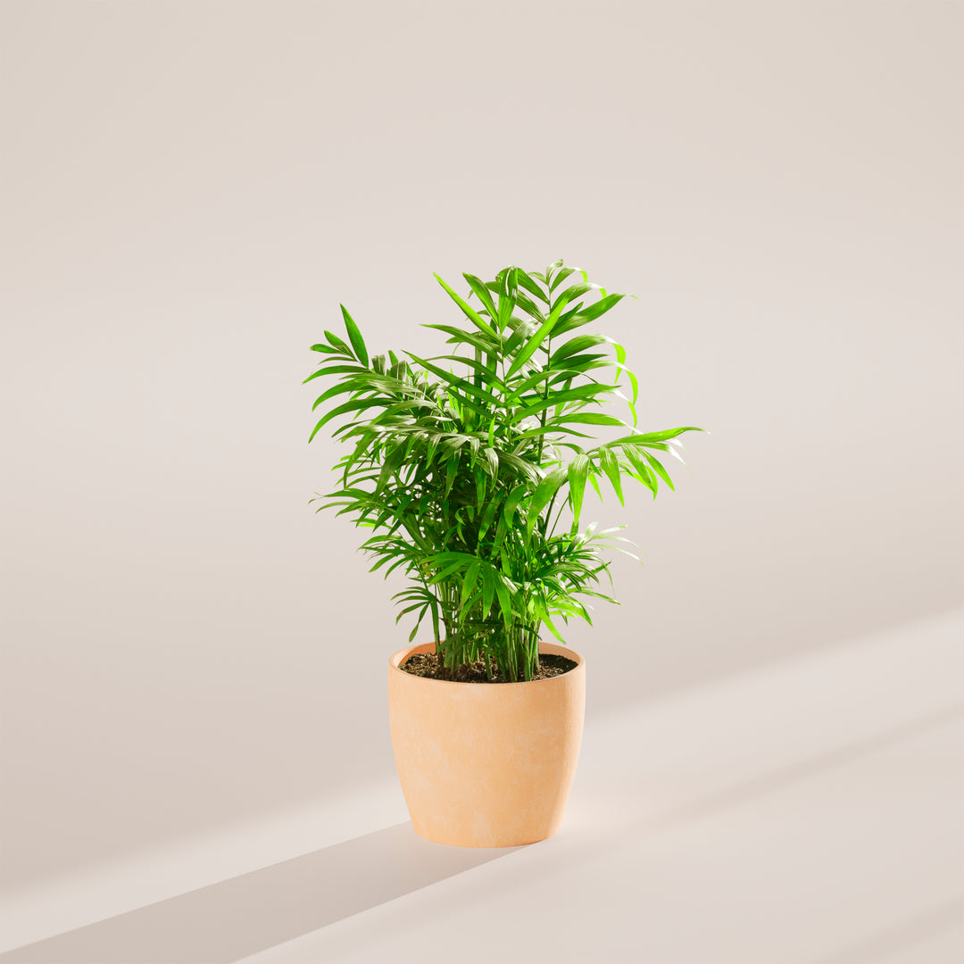 Neanthe Bella Palm