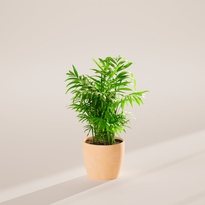 Neanthe Bella Palm