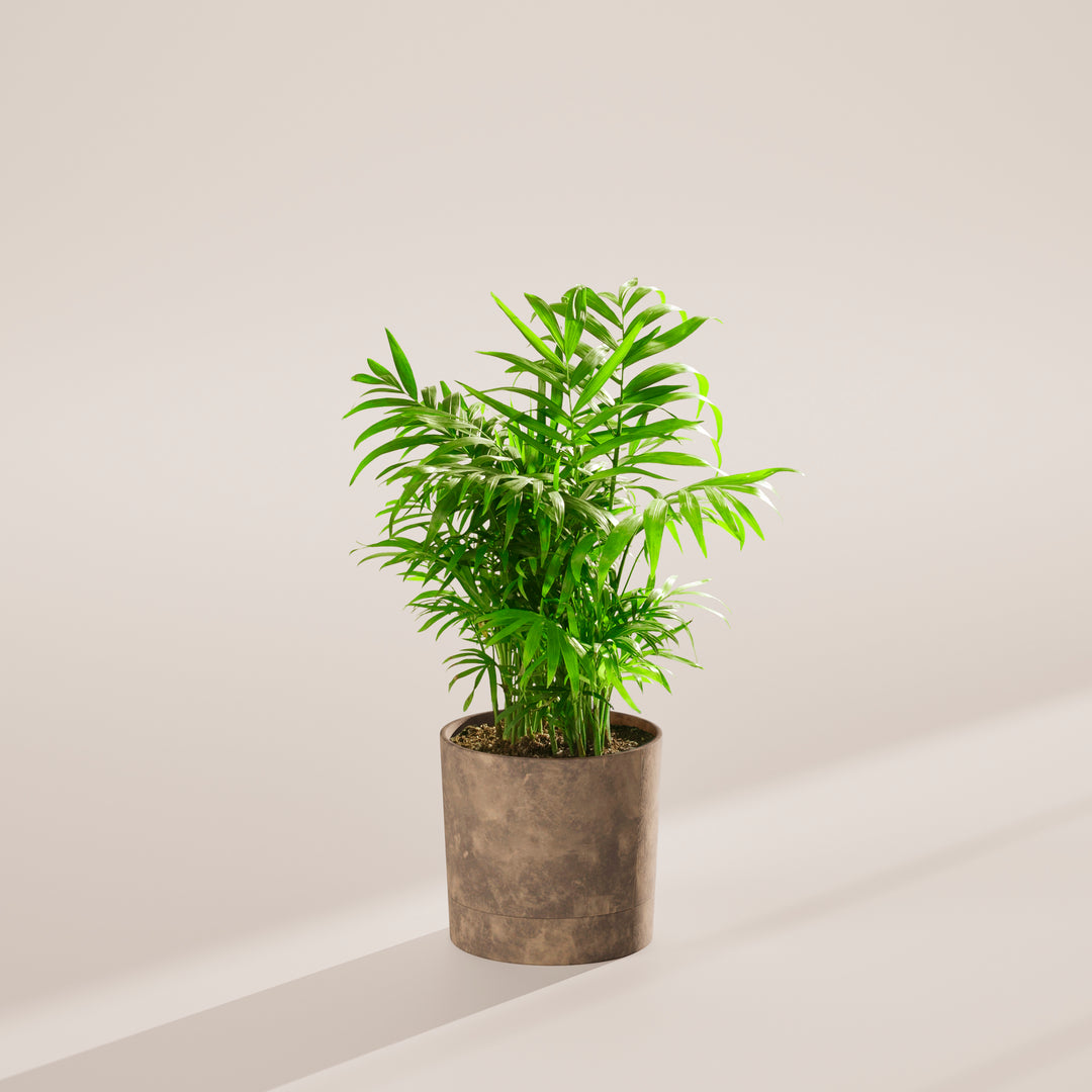 Neanthe Bella Palm