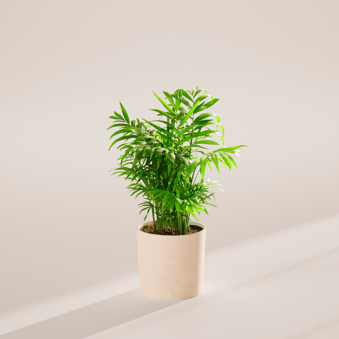 Neanthe Bella Palm