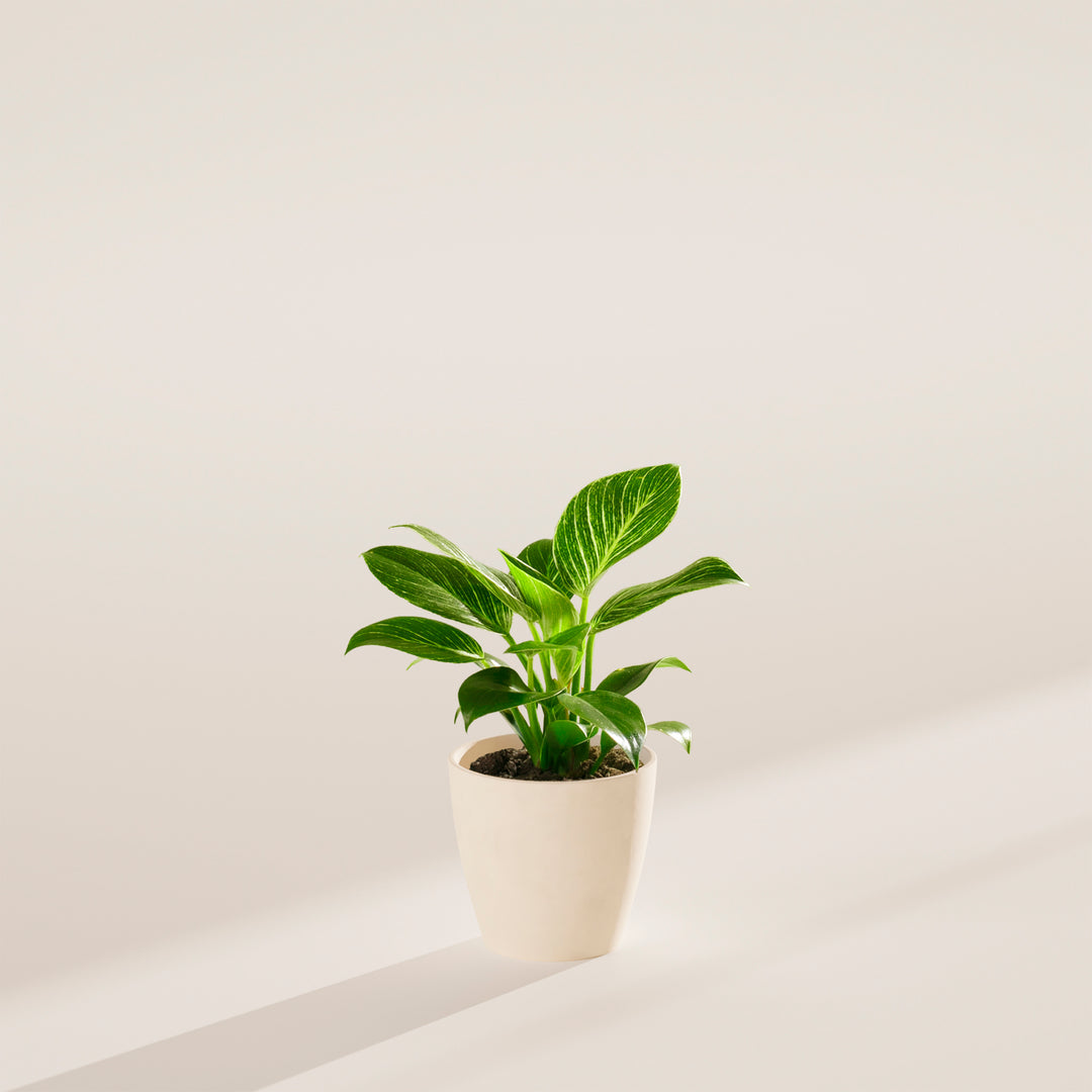 Philodendron Birkin
