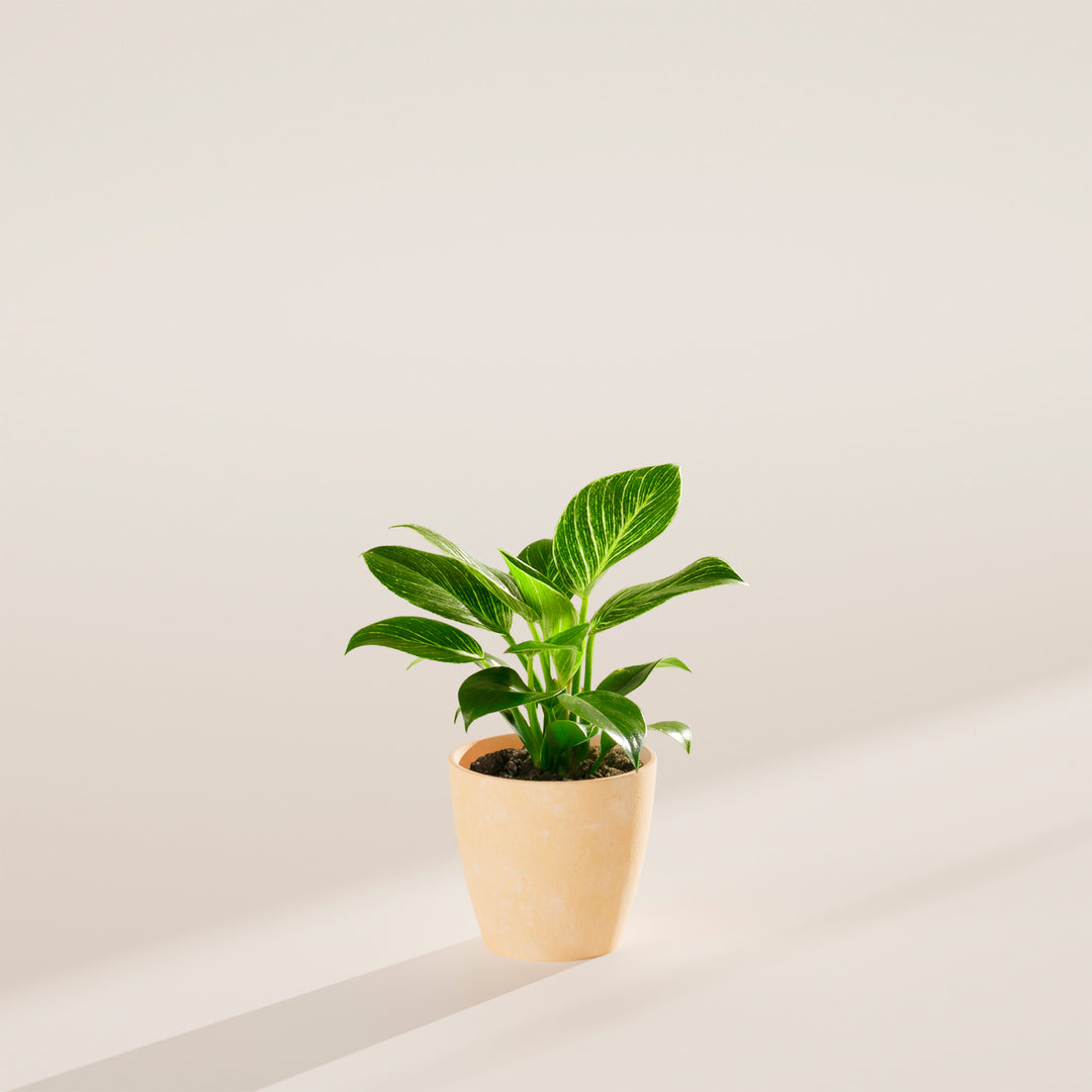 Philodendron Birkin