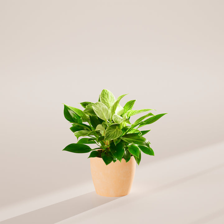 Philodendron Birkin