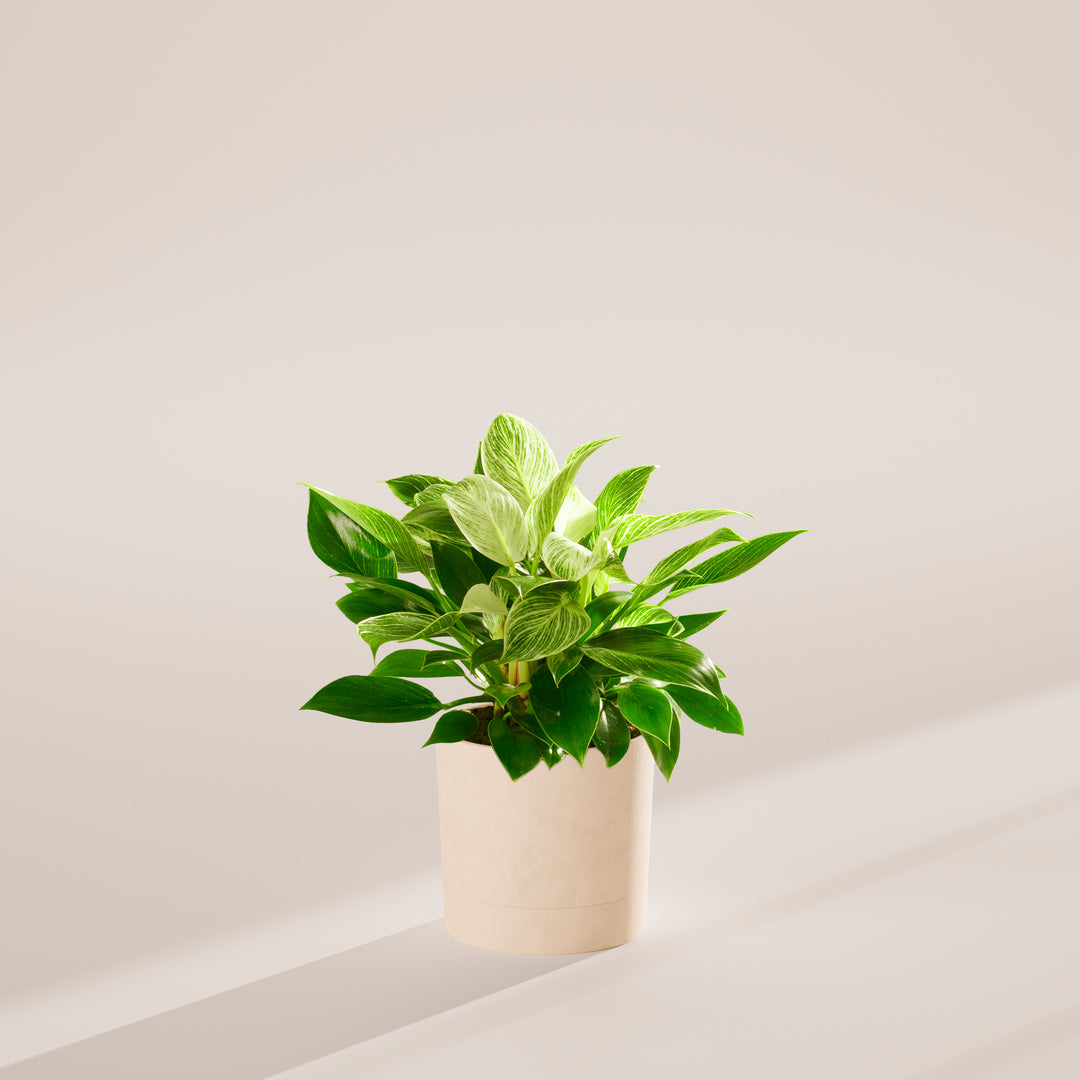 Philodendron Birkin