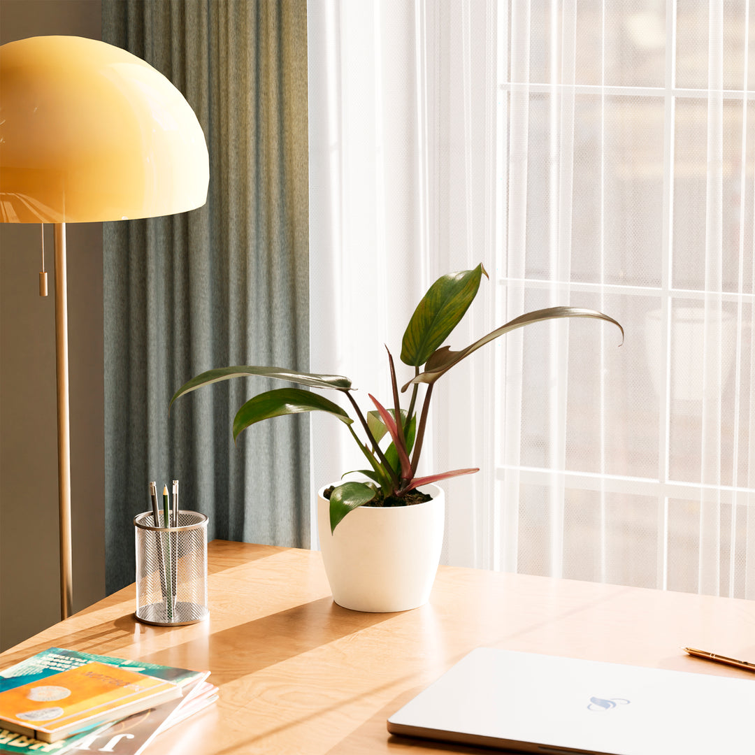 Philodendron 'Florida Bronze' in pale cream planter styled on workspace desk with modern furnishings, decorative tropical plant for offices and dens.