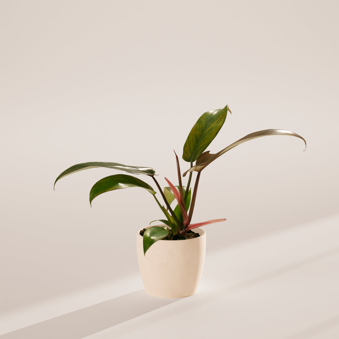 Florida Bronze Philodendron featuring lance-shaped leaves with bronze-red new growth on cream eco-friendly pot, compact tropical climbing plant.