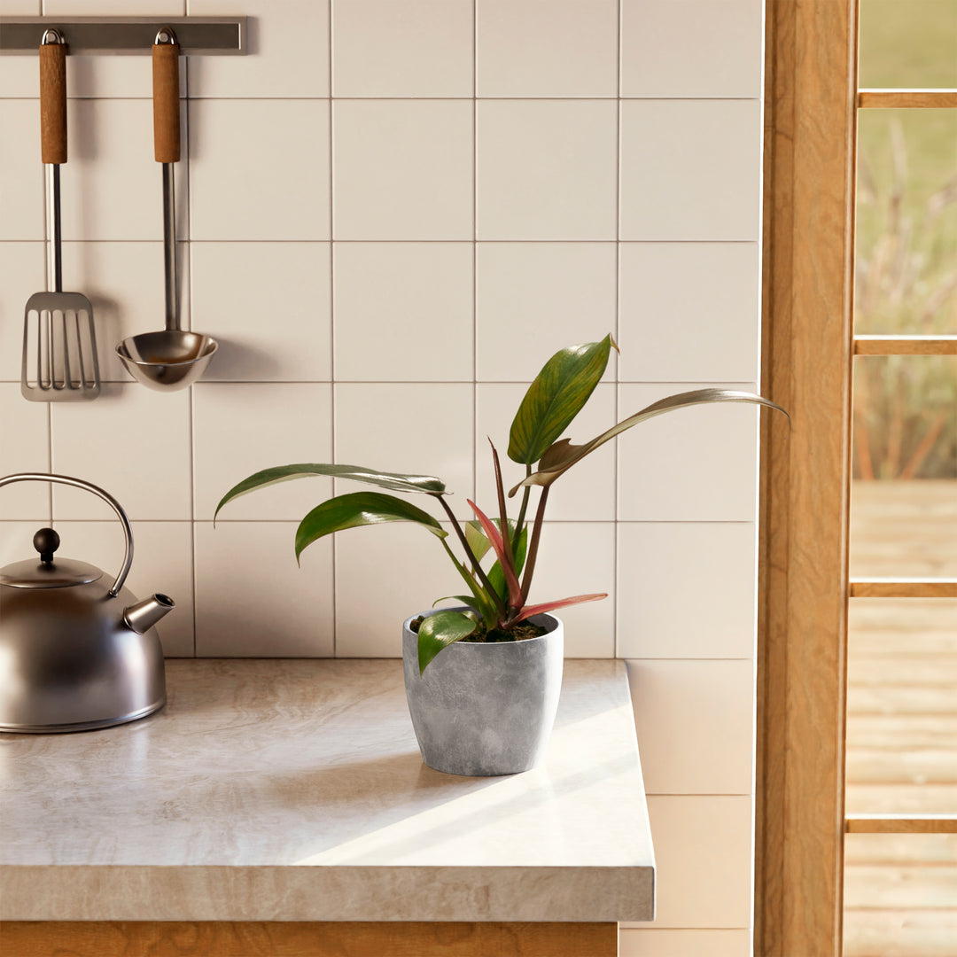 Philodendron Florida Bronze in grey eco pot on light countertop with metal cooking utensils, low-care tropical houseplant for kitchen shelves.