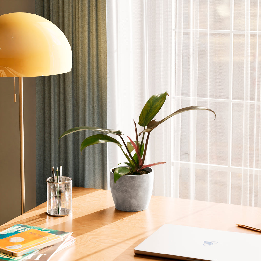Florida Bronze Philodendron in grey ceramic pot positioned near bright window with sheer curtains and gold lamp, tropical climbing plant for rooms.