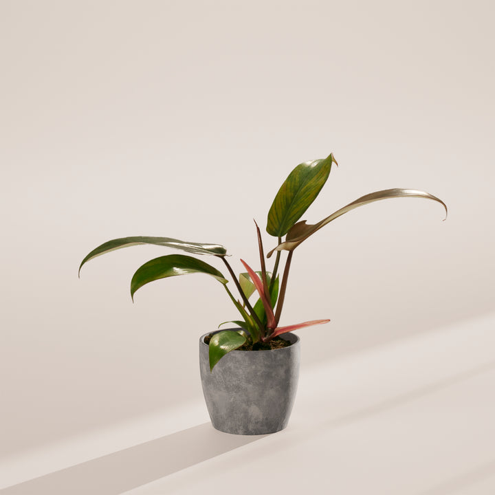 Philodendron 'Florida Bronze' in concrete-textured grey eco planter showing arching red-tinged stems and glossy green mature leaves, contemporary houseplant styling.